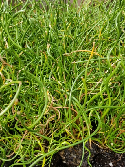 Grass Juncus 'Big Twister' 